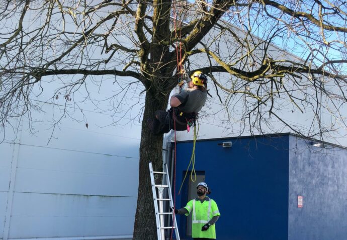 tree care - Green Masters - Multi Masters Group