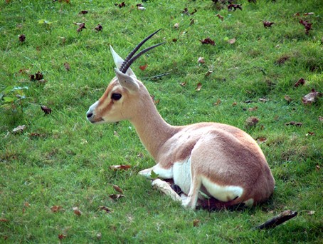 slender horned gazelle - Multi Masters Group sponsors this endangered species