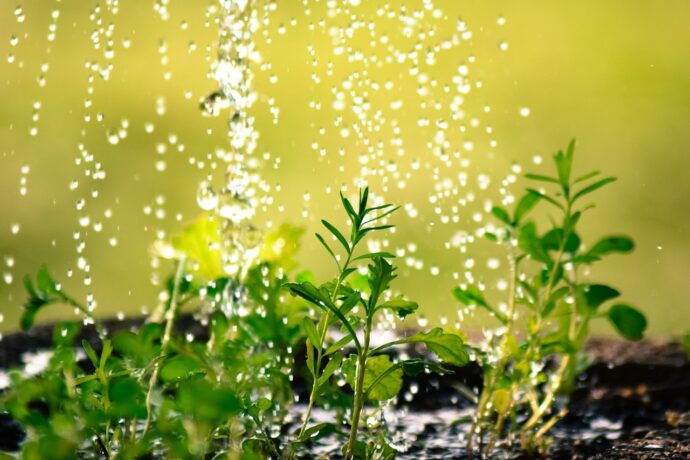 Tuinieren - tuin - water geven - meest gemaakte fouten - te veel water - sproeien